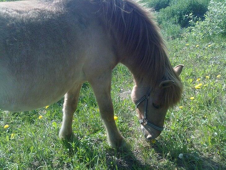 Anden særlig race - Ponko<3 R.I.P D'; ||Tidl. Passer|| billede 7