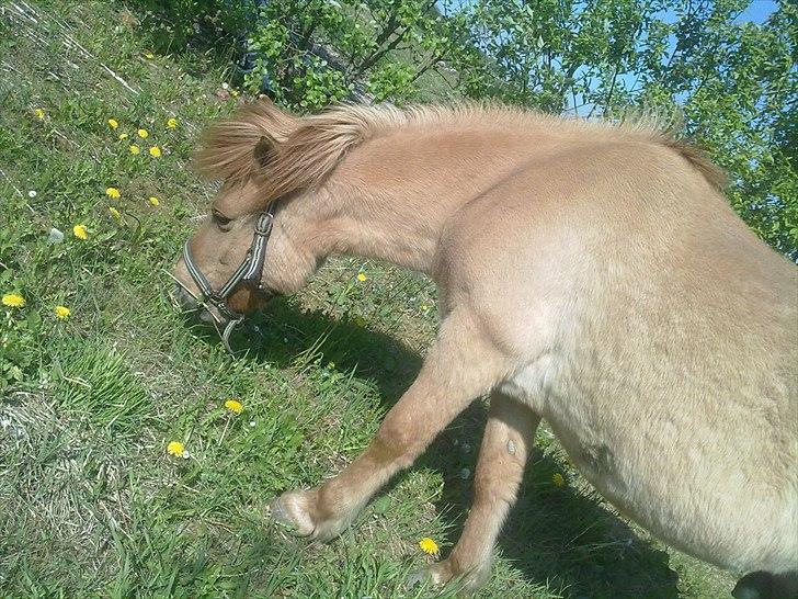 Anden særlig race - Ponko<3 R.I.P D'; ||Tidl. Passer|| billede 8