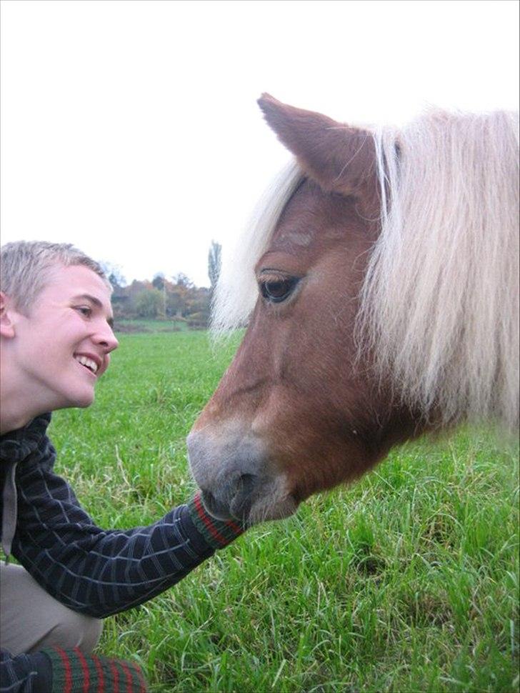 Shetlænder Præstegårdens Trille billede 20