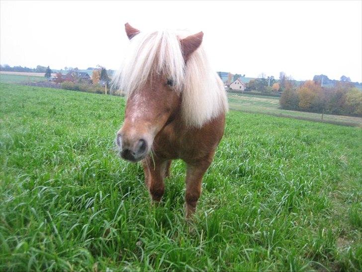 Shetlænder Præstegårdens Trille - Lille skat <3 billede 6