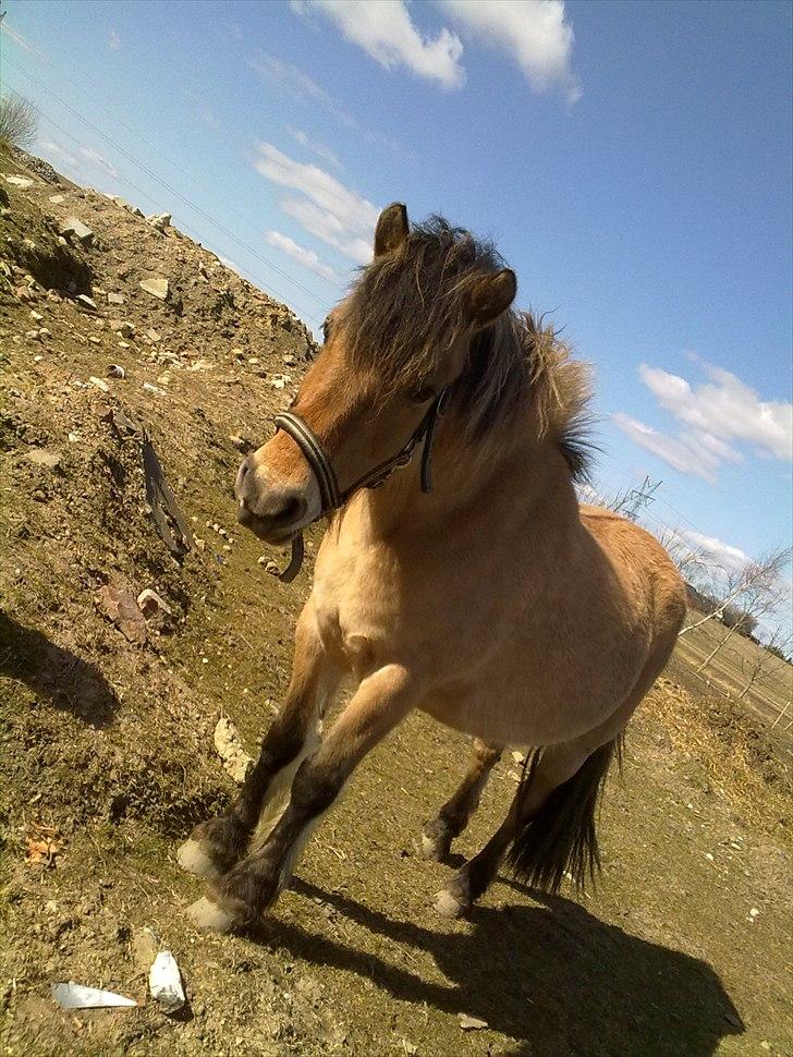 Fjordhest - Perle<3 ||Passer|| billede 1