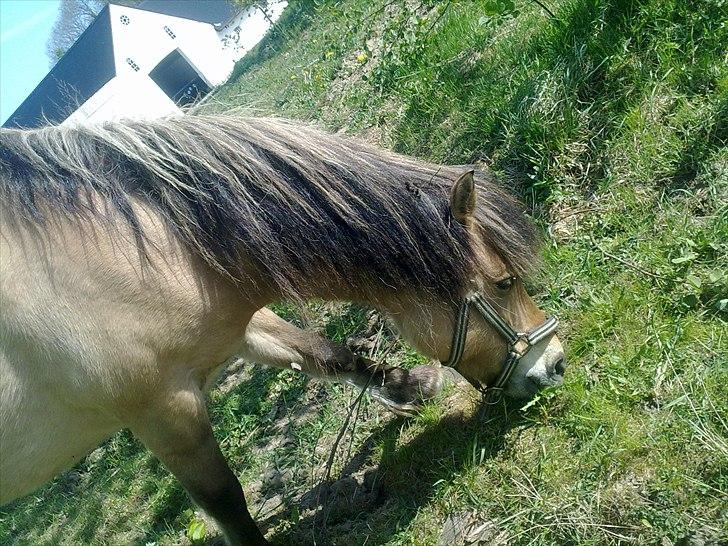 Fjordhest - Perle<3 ||Passer|| billede 2