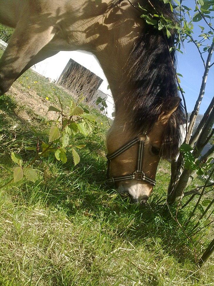 Fjordhest - Perle<3 ||Passer|| billede 3