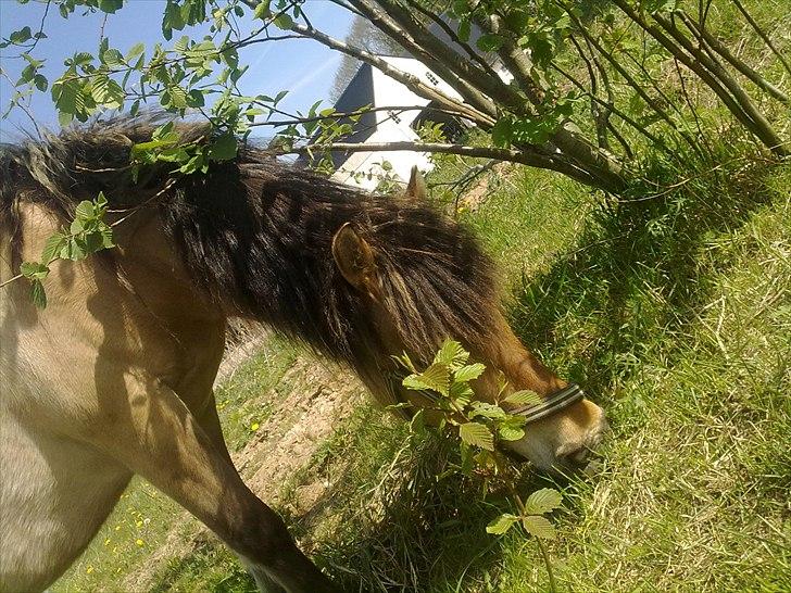 Fjordhest - Perle<3 ||Passer|| billede 4