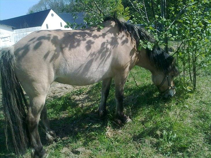 Fjordhest - Perle<3 ||Passer|| billede 5