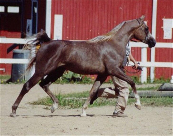 Arabisk fuldblod (OX) Dalí SS - Fra Kumla i Sverige, tror han er 2 ca. billede 5