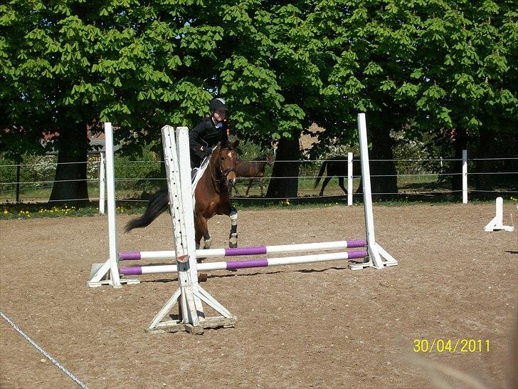 Anden særlig race Sabi  billede 5