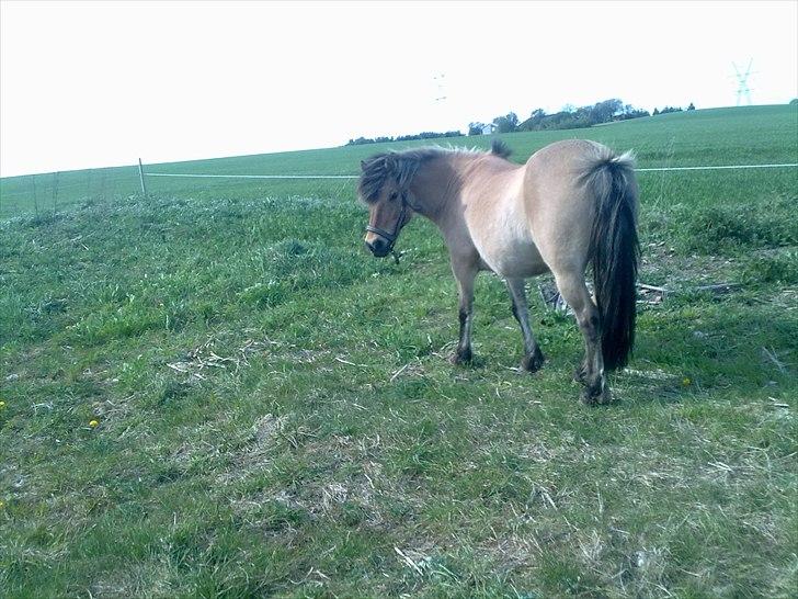 Fjordhest - Perle<3 ||Passer|| billede 6