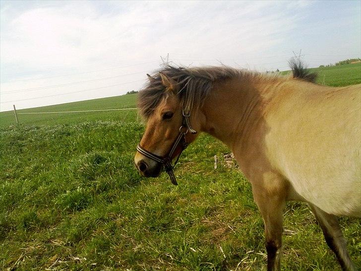 Fjordhest - Perle<3 ||Passer|| billede 7