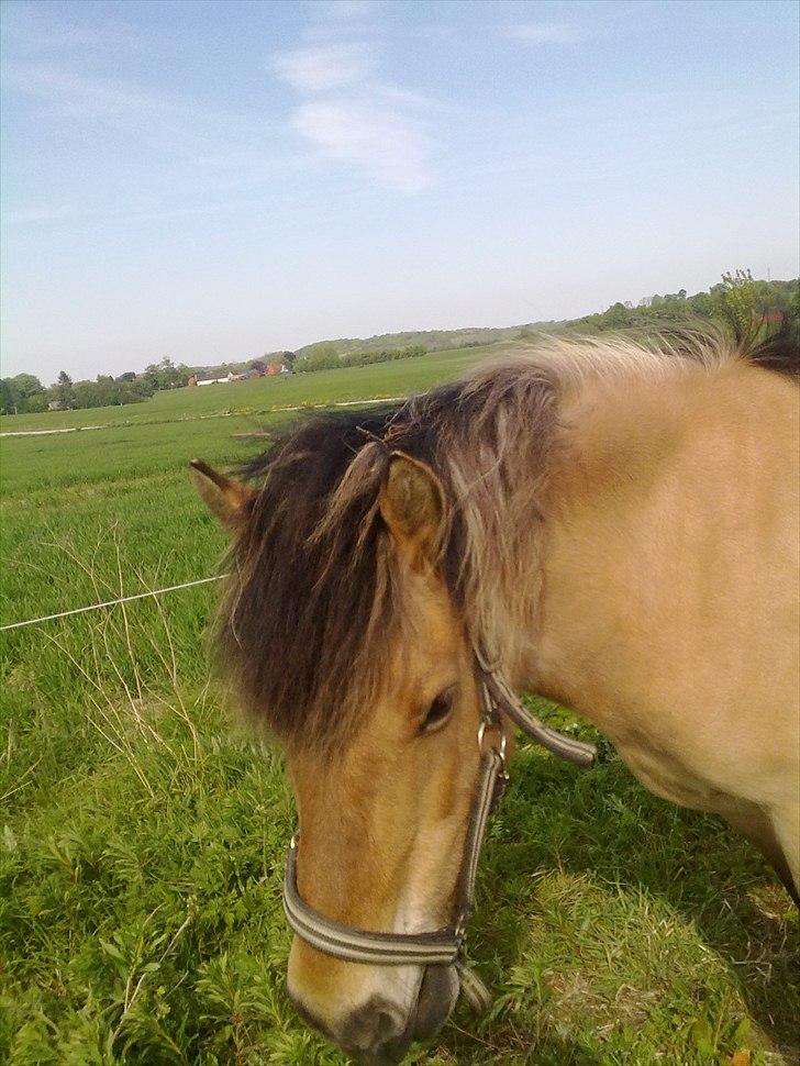 Fjordhest - Perle<3 ||Passer|| billede 8
