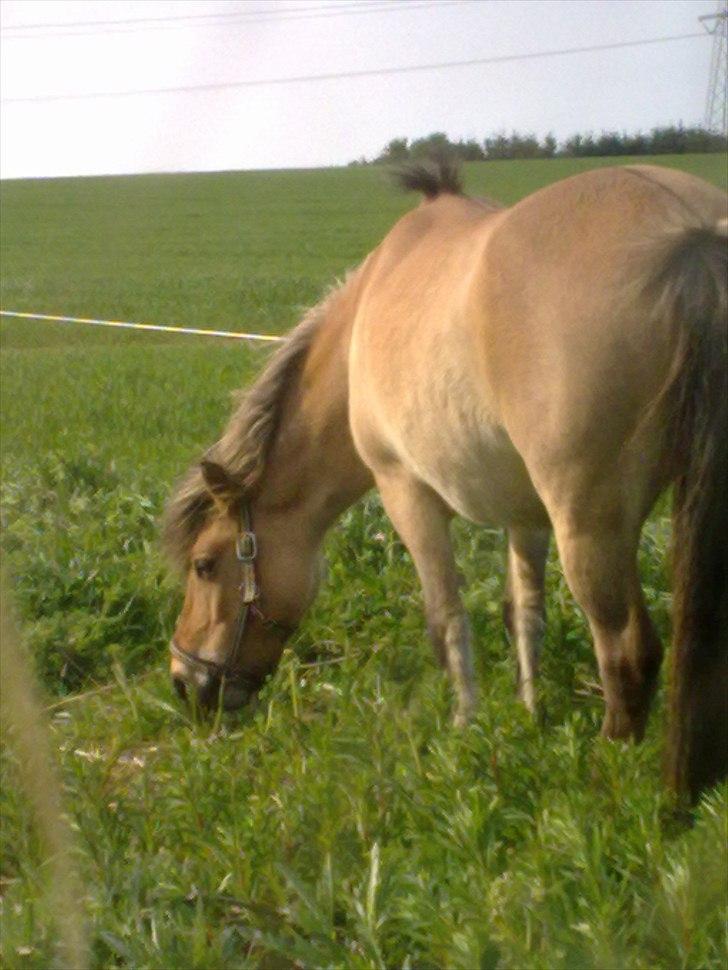 Fjordhest - Perle<3 ||Passer|| billede 9