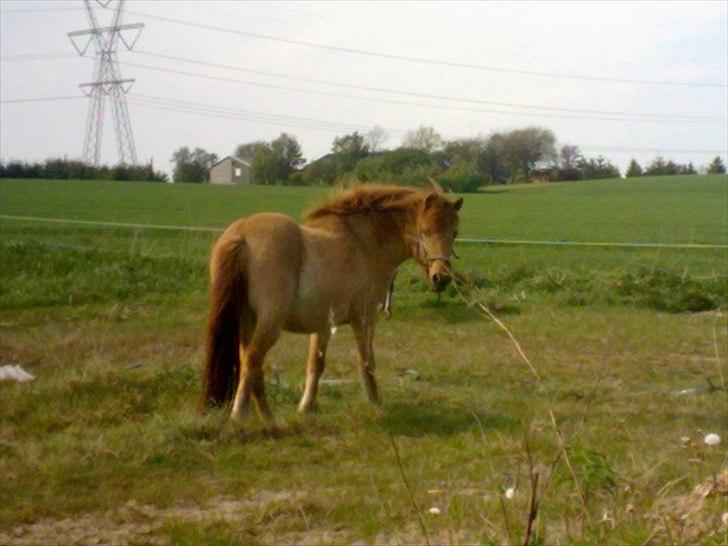 Anden særlig race - Ponko<3 R.I.P D'; ||Tidl. Passer|| billede 9