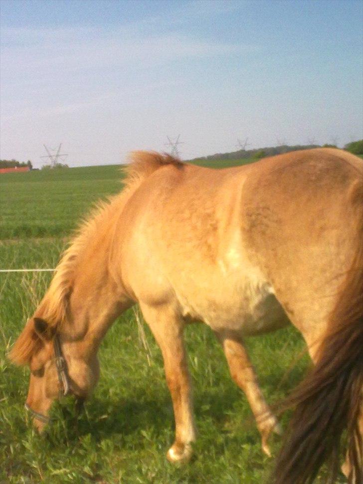 Anden særlig race - Ponko<3 R.I.P D'; ||Tidl. Passer|| billede 10