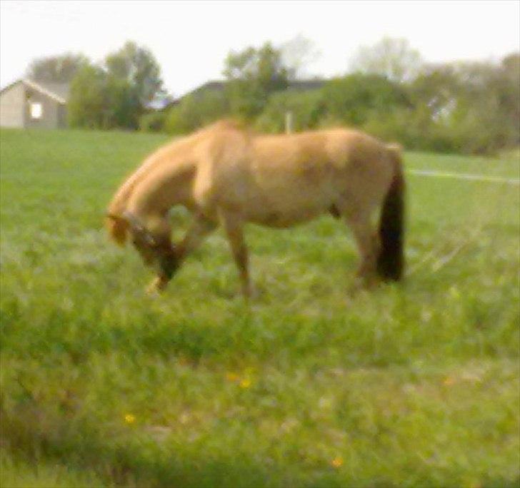 Anden særlig race - Ponko<3 R.I.P D'; ||Tidl. Passer|| billede 11