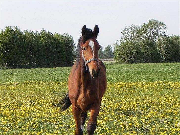 Anden særlig race Stabygårds Meegosh billede 2