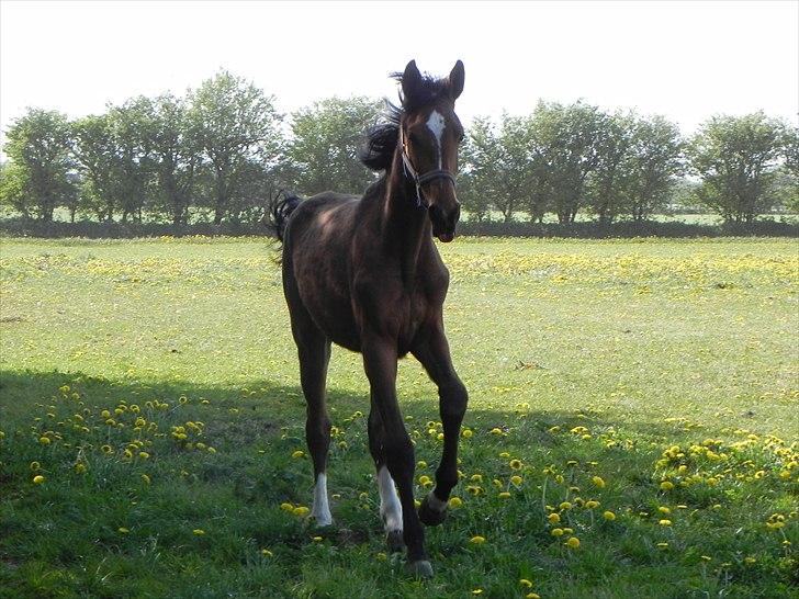 Anden særlig race Stabygårds Meegosh billede 3