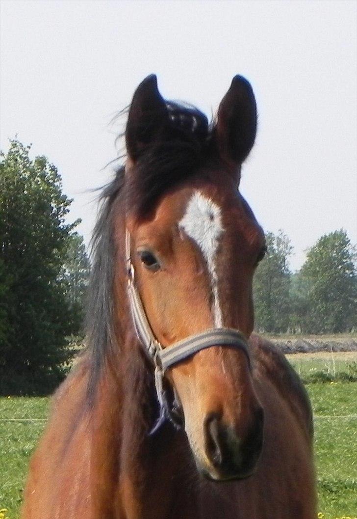 Anden særlig race Stabygårds Meegosh billede 4