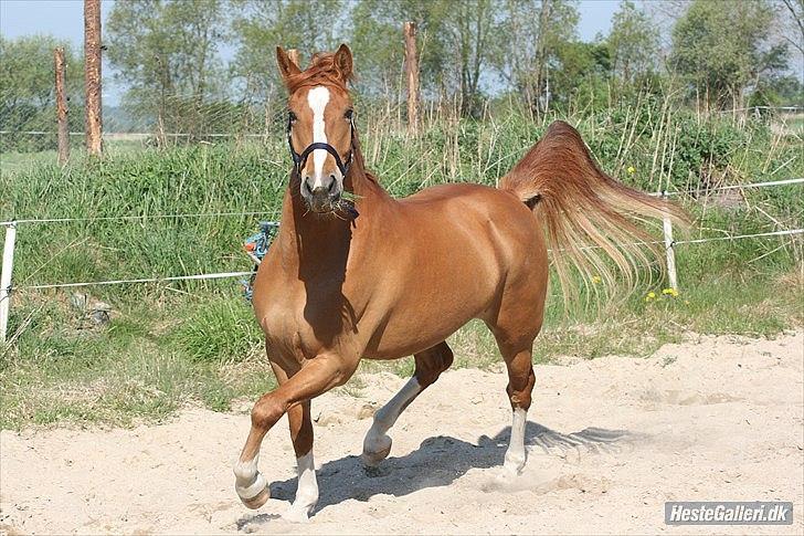 Anden særlig race Lucky Diamond  billede 1