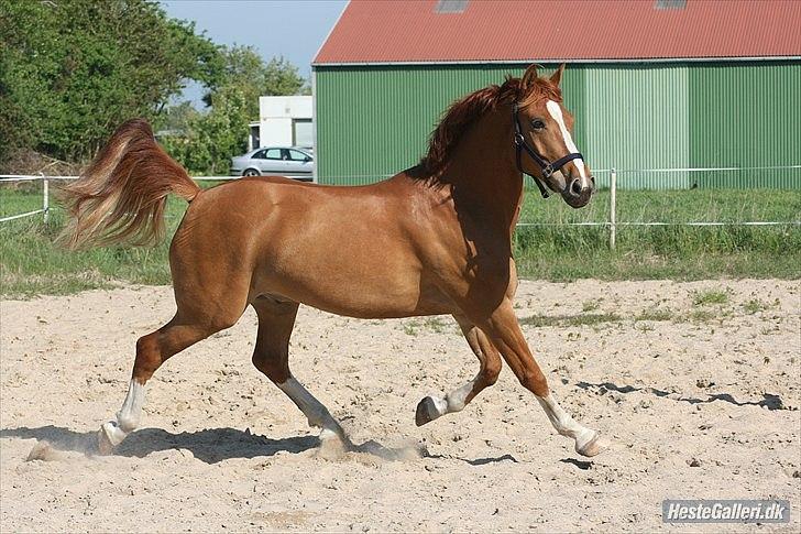 Anden særlig race Lucky Diamond  billede 3