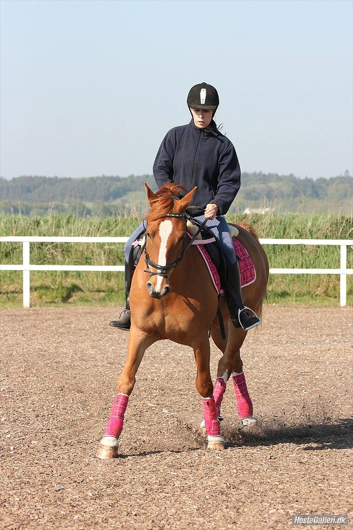 Anden særlig race Lucky Diamond  billede 5