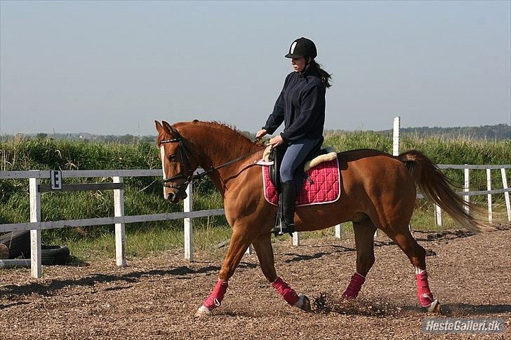 Anden særlig race Lucky Diamond  billede 6