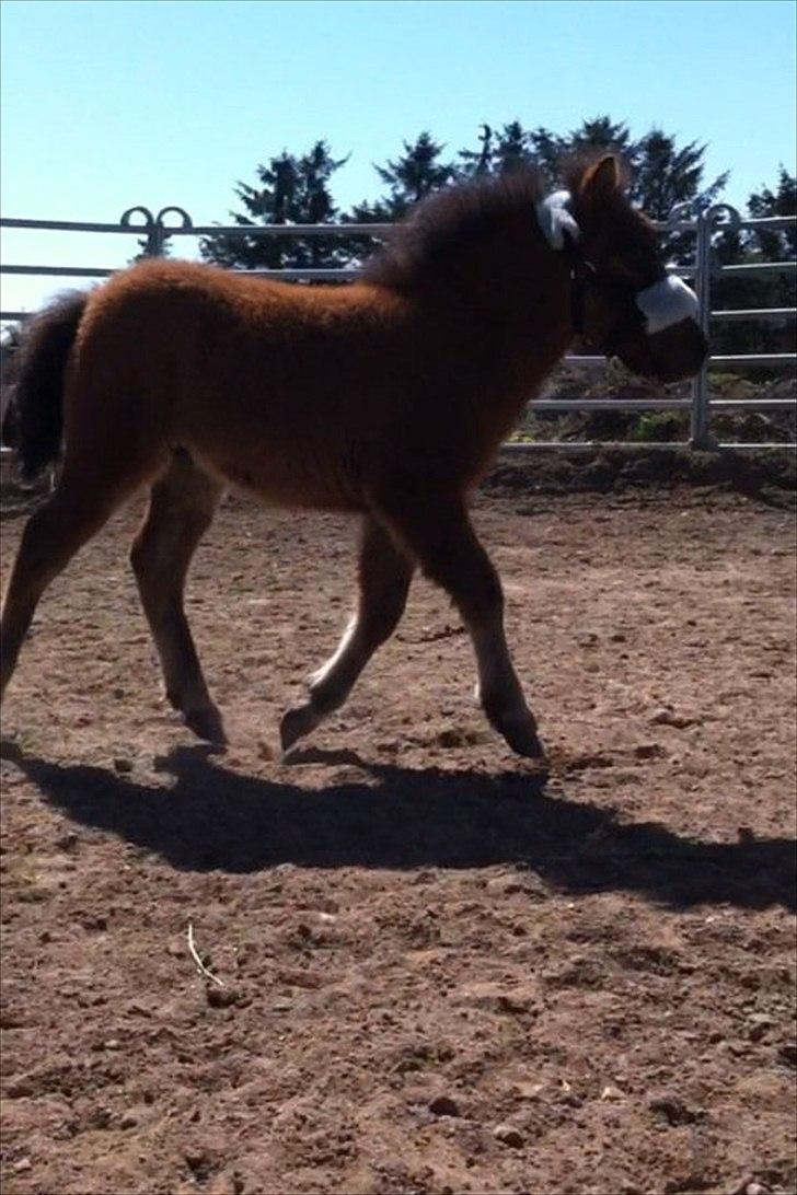 Miniature Fiskergårdens Tino billede 2