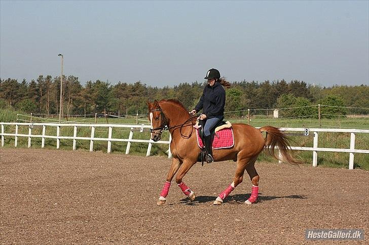 Anden særlig race Lucky Diamond  billede 7