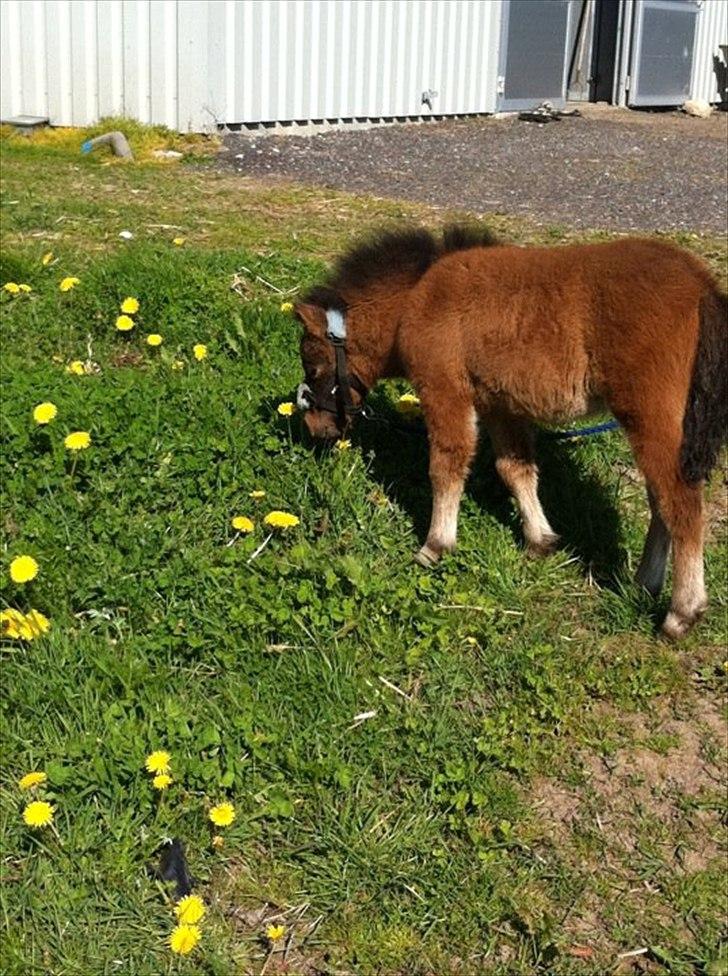 Miniature Fiskergårdens Tino billede 4