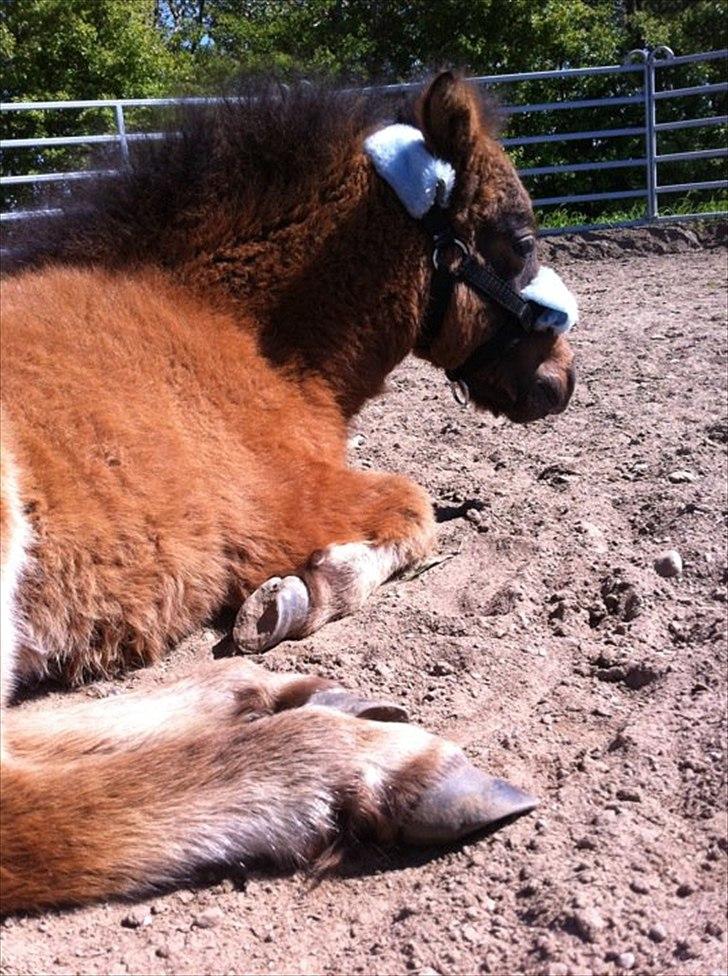 Miniature Fiskergårdens Tino billede 5