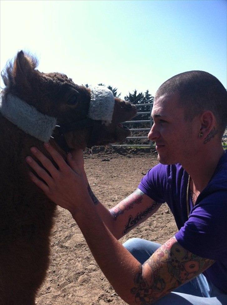 Miniature Fiskergårdens Tino billede 7