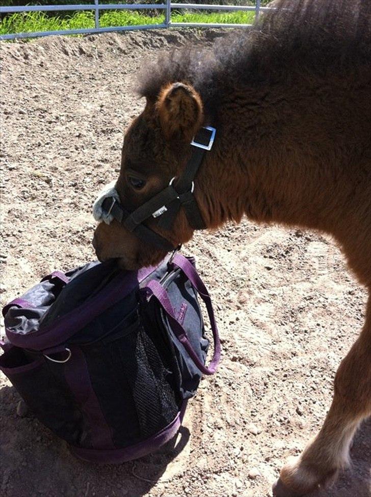 Miniature Fiskergårdens Tino billede 9