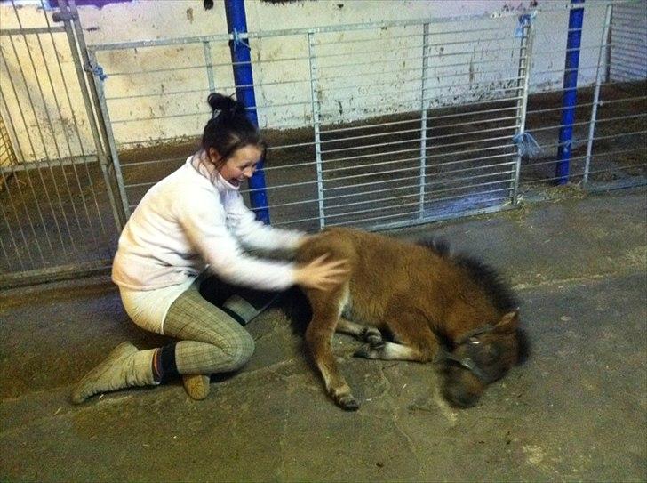 Miniature Fiskergårdens Tino billede 10