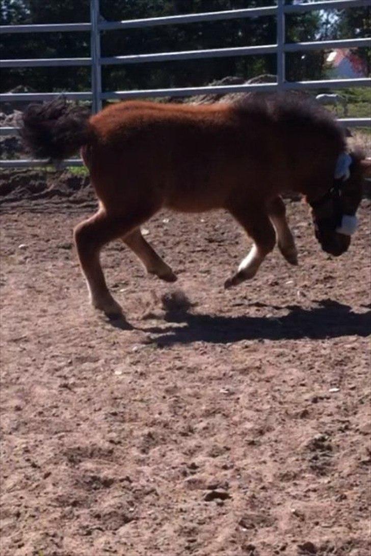 Miniature Fiskergårdens Tino billede 12