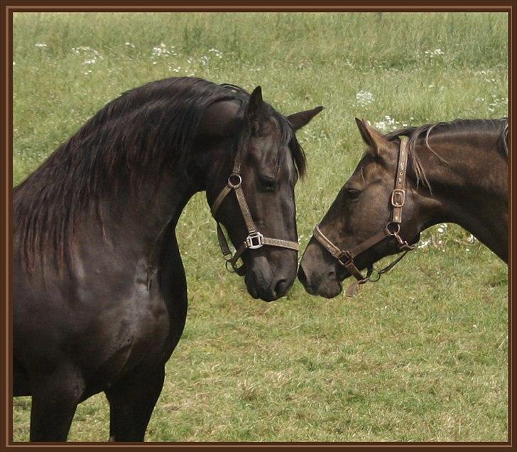 Frieser Sofie af Karmark billede 4