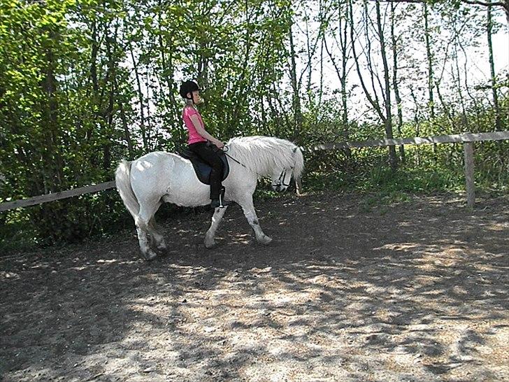 Islænder Valtýr fra Valhal - ja ved godt han lige går lidt under lod men han er blevet ekstremt følsom og jeg kan næsten ikke rørre ved tøjlen så går han alt for langt ned :) Foto: Rebecca billede 13