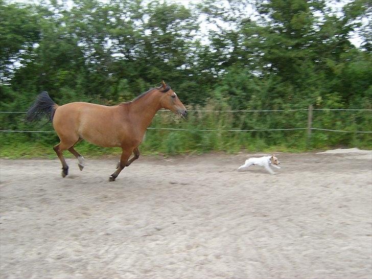 Anden særlig race Fighter billede 4