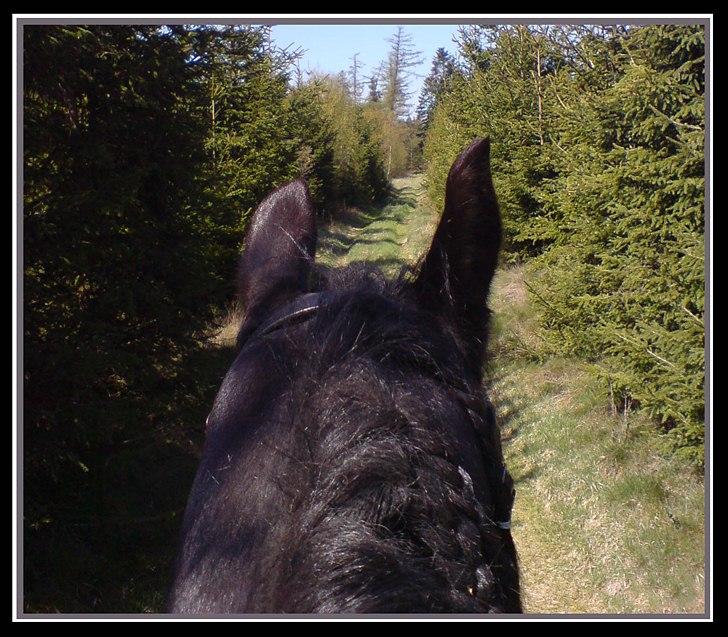 Frieser Sofie af Karmark billede 5