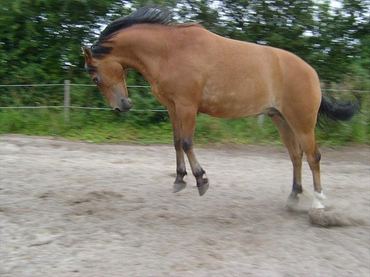 Anden særlig race Fighter billede 5