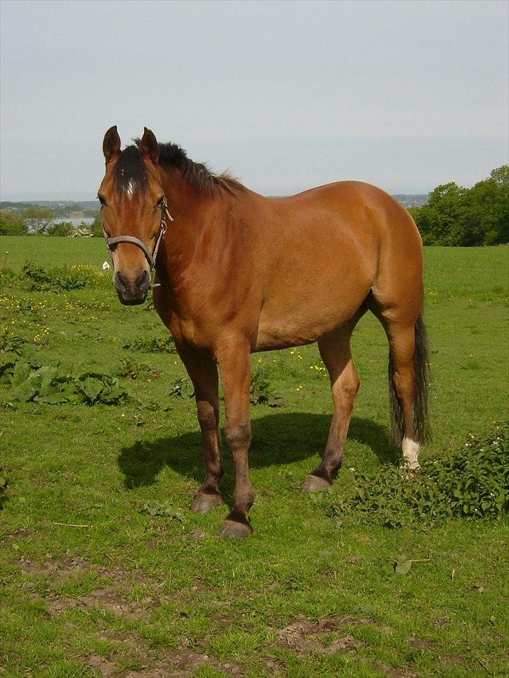 Anden særlig race Fighter billede 6