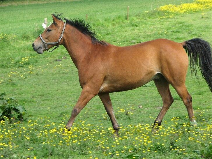 Anden særlig race Fighter billede 7