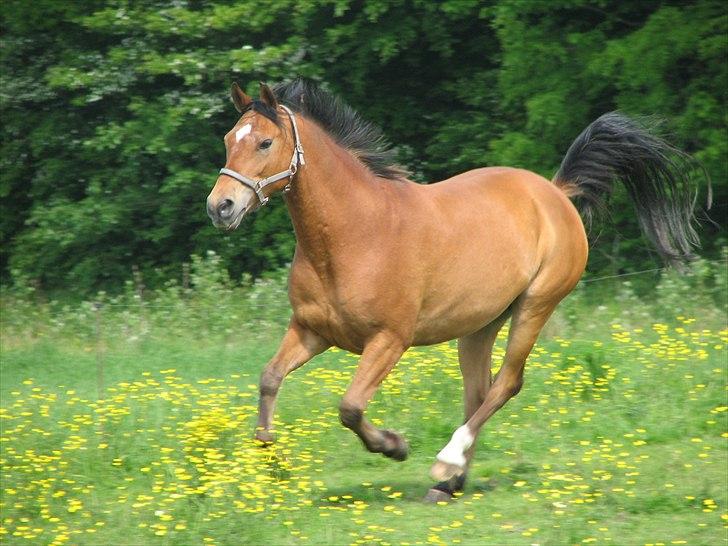 Anden særlig race Fighter billede 9