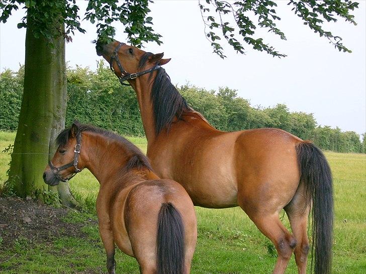 Anden særlig race Fighter billede 10