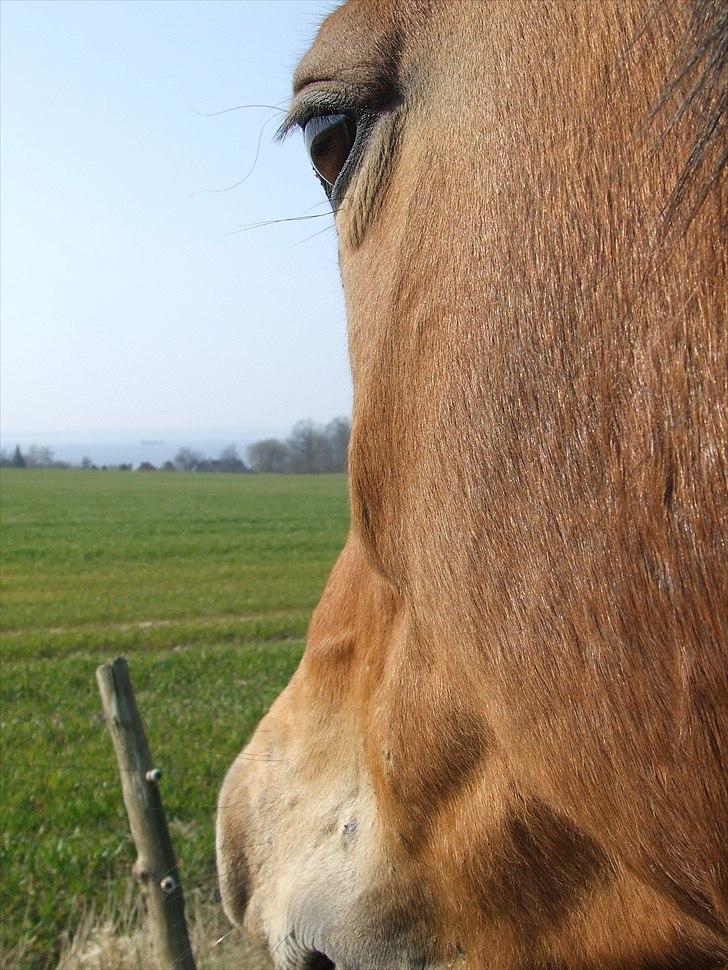 Anden særlig race Fighter billede 11