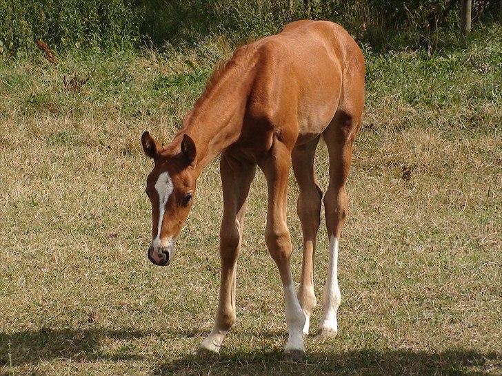 Dansk Varmblod J'adore - Min dejlige lille hoppe <3 <3 billede 2