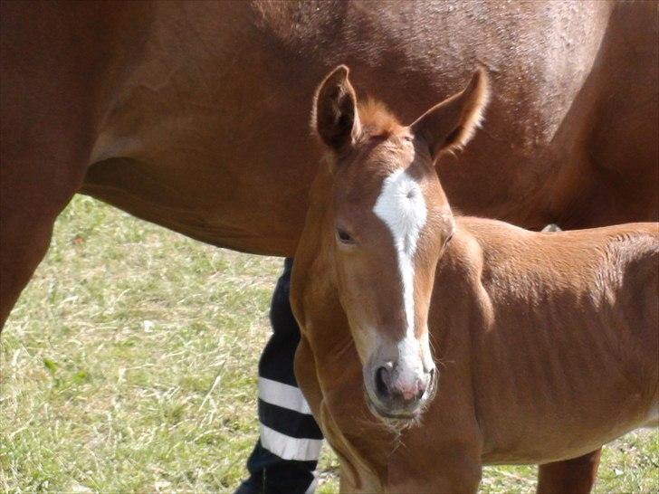 Dansk Varmblod J'adore - En dag gammel billede 3