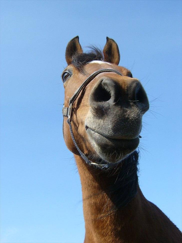 Anden særlig race Fighter billede 13