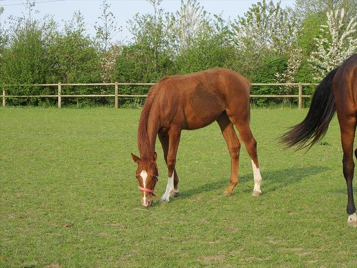 Dansk Varmblod J'adore billede 4