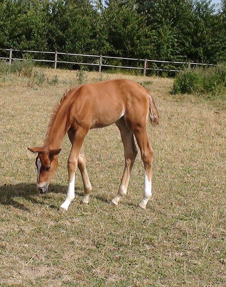 Dansk Varmblod J'adore billede 6