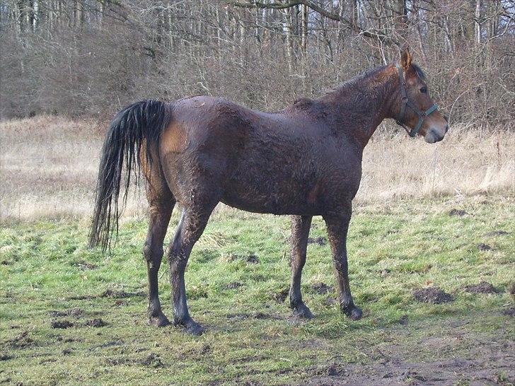 Anden særlig race Fighter billede 14