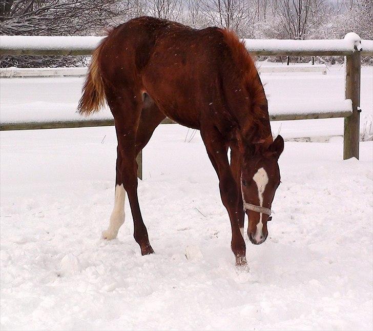 Dansk Varmblod J'adore billede 7